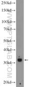 Three Prime Repair Exonuclease 1 antibody, 24876-1-AP, Proteintech Group, Western Blot image 