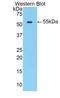 Lysosomal protective protein antibody, LS-C293242, Lifespan Biosciences, Western Blot image 