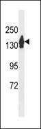 RecQ Like Helicase 4 antibody, 60-552, ProSci, Western Blot image 
