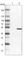 Endoplasmic Reticulum Oxidoreductase 1 Alpha antibody, HPA026653, Atlas Antibodies, Western Blot image 