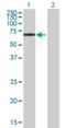 TUB Like Protein 3 antibody, H00007289-B01P, Novus Biologicals, Western Blot image 