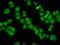 Kelch Like Family Member 20 antibody, LS-C680736, Lifespan Biosciences, Immunofluorescence image 