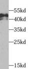 TEA Domain Transcription Factor 1 antibody, FNab08581, FineTest, Western Blot image 