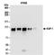 Tripartite Motif Containing 28 antibody, NBP2-32072, Novus Biologicals, Immunoprecipitation image 