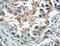 Coiled-Coil Domain Containing 8 antibody, 27194-1-AP, Proteintech Group, Immunohistochemistry frozen image 