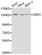 Cadherin 1 antibody, abx123425, Abbexa, Western Blot image 