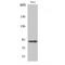 Adenosine Monophosphate Deaminase 2 antibody, LS-C382009, Lifespan Biosciences, Western Blot image 