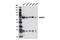 SAM And HD Domain Containing Deoxynucleoside Triphosphate Triphosphohydrolase 1 antibody, 12361S, Cell Signaling Technology, Western Blot image 