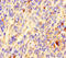 Coiled-Coil Domain Containing 84 antibody, LS-C398759, Lifespan Biosciences, Immunohistochemistry paraffin image 