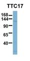 Tetratricopeptide Repeat Domain 17 antibody, orb326155, Biorbyt, Western Blot image 