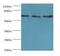 ATPase Family AAA Domain Containing 3A antibody, LS-B13967, Lifespan Biosciences, Western Blot image 