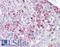 Eukaryotic Translation Initiation Factor 2 Alpha Kinase 2 antibody, LS-B7578, Lifespan Biosciences, Immunohistochemistry frozen image 