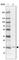 Transmembrane protein 100 antibody, HPA055936, Atlas Antibodies, Western Blot image 