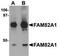 Regulator Of Microtubule Dynamics 2 antibody, TA306964, Origene, Western Blot image 