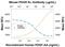 Platelet Derived Growth Factor Receptor Alpha antibody, AF1062, R&D Systems, Neutralising image 