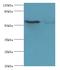 Cleavage Stimulation Factor Subunit 2 antibody, MBS1493143, MyBioSource, Western Blot image 