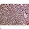 C-X-C Motif Chemokine Ligand 12 antibody, LS-C813932, Lifespan Biosciences, Immunohistochemistry paraffin image 