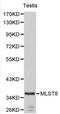 MTOR Associated Protein, LST8 Homolog antibody, LS-C192331, Lifespan Biosciences, Western Blot image 