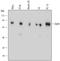 Zyxin antibody, MAB6977, R&D Systems, Western Blot image 