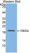 Sphingosine-1-Phosphate Receptor 5 antibody, LS-C301245, Lifespan Biosciences, Western Blot image 