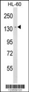 Lymphocyte Antigen 75 antibody, 63-736, ProSci, Western Blot image 