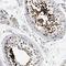 Actin Like 7B antibody, HPA021803, Atlas Antibodies, Immunohistochemistry frozen image 
