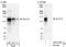 SEC31-related protein A antibody, A302-336A, Bethyl Labs, Western Blot image 