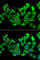 Hydroxyacylglutathione Hydrolase antibody, A6615, ABclonal Technology, Immunofluorescence image 