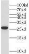 Transmembrane Protein 208 antibody, FNab08770, FineTest, Western Blot image 