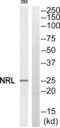 Neural retina-specific leucine zipper protein antibody, abx014649, Abbexa, Western Blot image 