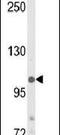 Lysine Demethylase 4B antibody, PA5-24611, Invitrogen Antibodies, Western Blot image 