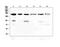 Thrombospondin 2 antibody, PA1417, Boster Biological Technology, Western Blot image 