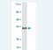 Protocadherin Gamma Subfamily C, 3 antibody, H00005098-M01, Novus Biologicals, Western Blot image 