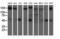 AP2M1 antibody, M06179-2, Boster Biological Technology, Western Blot image 