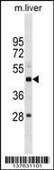 SET Domain Containing 4 antibody, 59-737, ProSci, Western Blot image 