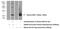 Histone Cluster 2 H2B Family Member E antibody, 15857-1-AP, Proteintech Group, Western Blot image 