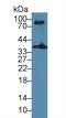 Linker For Activation Of T Cells antibody, MBS2012868, MyBioSource, Western Blot image 