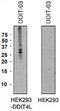 DNA Damage Inducible Transcript 4 Like antibody, AM26767PU-N, Origene, Western Blot image 