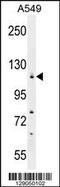 Cilia And Flagella Associated Protein 44 antibody, 55-931, ProSci, Western Blot image 