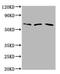 Phosphatase And Actin Regulator 1 antibody, CSB-PA017880LA01HU, Cusabio, Western Blot image 