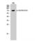 M-phase inducer phosphatase 2 antibody, LS-C380653, Lifespan Biosciences, Western Blot image 