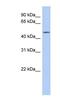 WD Repeat Domain 89 antibody, NBP1-56333, Novus Biologicals, Western Blot image 