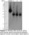 Apolipoprotein M antibody, LS-C47206, Lifespan Biosciences, Western Blot image 