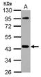 NCK Adaptor Protein 1 antibody, LS-C155317, Lifespan Biosciences, Western Blot image 