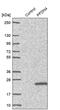 Prefoldin Subunit 4 antibody, PA5-54967, Invitrogen Antibodies, Western Blot image 