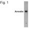 Arrestin Beta 2 antibody, NB300-587, Novus Biologicals, Western Blot image 