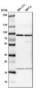 CD2 Associated Protein antibody, NBP1-90625, Novus Biologicals, Western Blot image 
