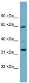 Zinc Finger Protein 791 antibody, TA345579, Origene, Western Blot image 