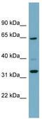 Zinc Finger Protein 791 antibody, TA345579, Origene, Western Blot image 