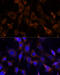 Vacuolar Protein Sorting 25 Homolog antibody, 14-809, ProSci, Immunofluorescence image 